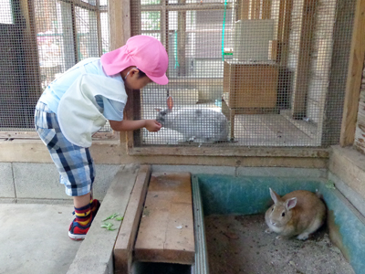 うさぎとのふれあい