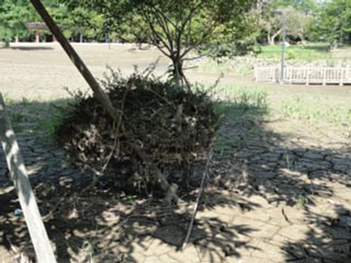 nakayamashimotsuma4_ikoinomori_data_dsc02546.jpg